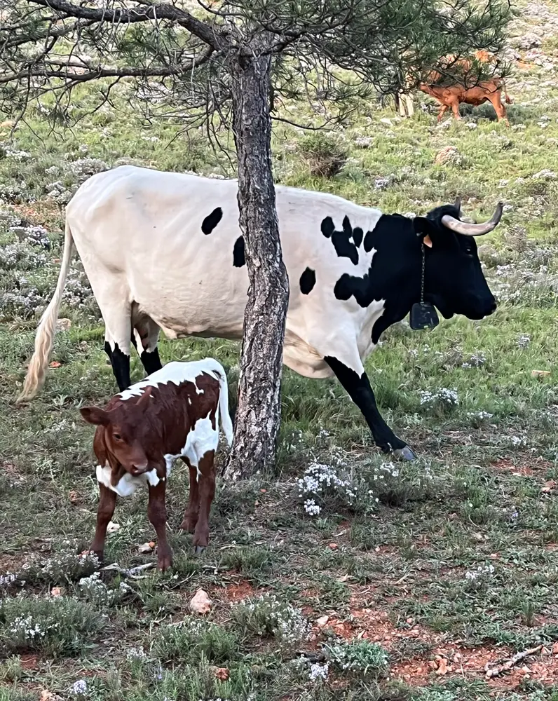 Carne Ecológica. Carne de Teruel