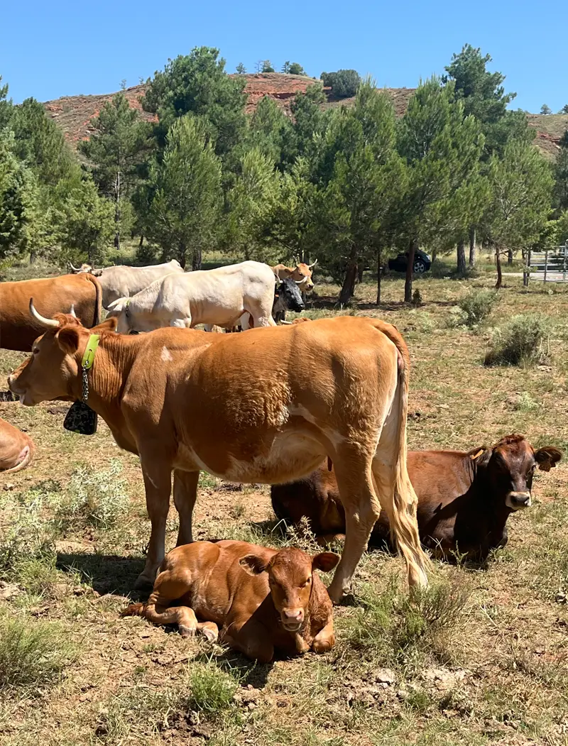 Sobre nosotros - Carne de Teruel