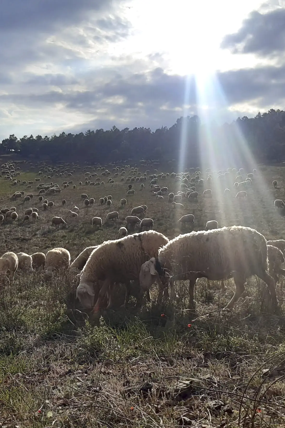 Ternasco Ecológico de Teruel